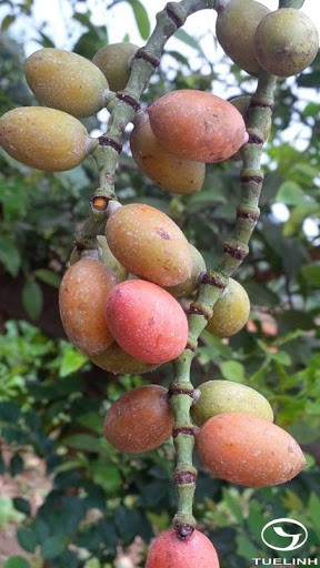 Cây Dây gắm. Gnetum montanum Markgr. - Cây Thuốc Nam Quanh Ta